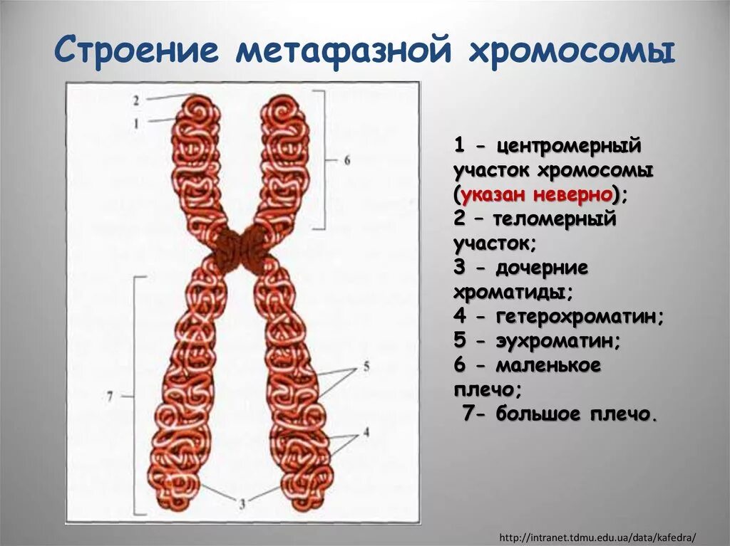 Местоположение хромосом. Схема строения метафазной хромосомы. Структура метафазной хромосомы. Схема структурной организации метафазной хромосомы. Структурная организация метафазной хромосомы.