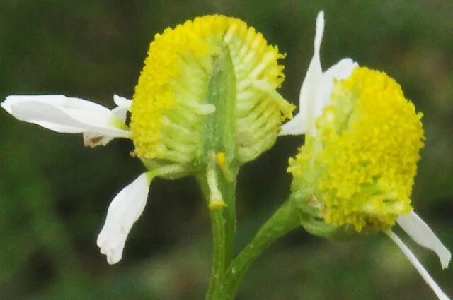 Строение цветоложе ромашки аптечной. Ромашка аптечная формула цветка. Цветоложе ромашки аптечной. Строение соцветий ромашки аптечной. Астровые плод ромашки.