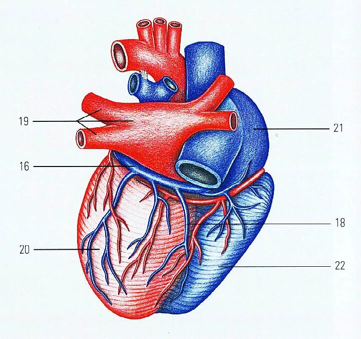 На рисунке изображено строение сердца. Строение сердца, сосуды (артерии и вены). Строение сердца коронарные сосуды. Строение сердца легочная Вена. Анатомия сердца венечный круг кровообращения.