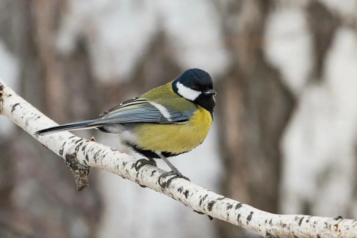 Птица синица большая. Большая синица Parus Major. Птицы России синица. Птицы Сибири синица. Синички видео