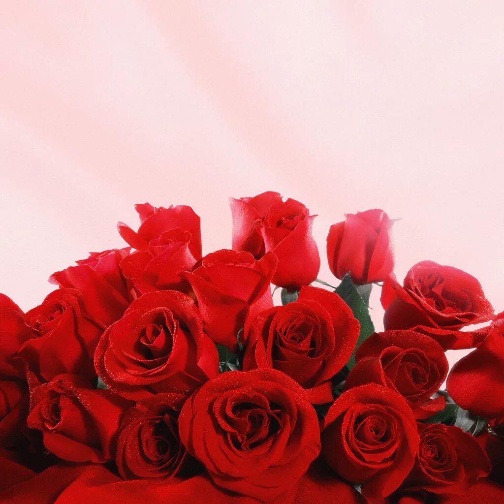 Фон для открытки с днем рождения. Красивый фон для открытки с днем рождения. Фон с цветами для поздравления с днем рождения. Татьянин день. Красивый фон для поздравления.