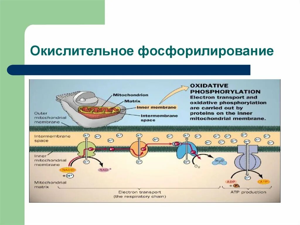 Ферменты окислительного фосфорилирования. Дыхательная цепь и окислительное фосфорилирование. Схема процесса фосфорилирования. Окислительное фосфорилирование Суммарная реакция. Окислительное фосфорилирование схема реакции.