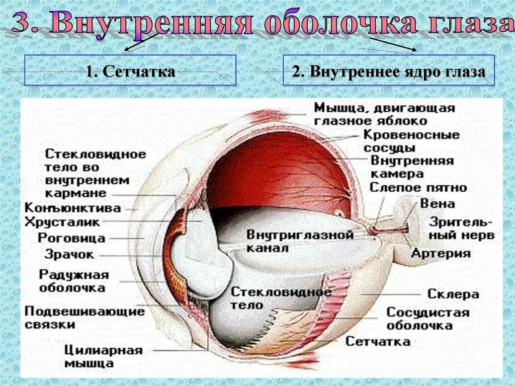 Глаз человека имеет оболочек. Строение внешней оболочки глаза. Строение внутренней оболочки глаза. Внутренняя оболочка глаза анатомия. Строение оболочек глаза.