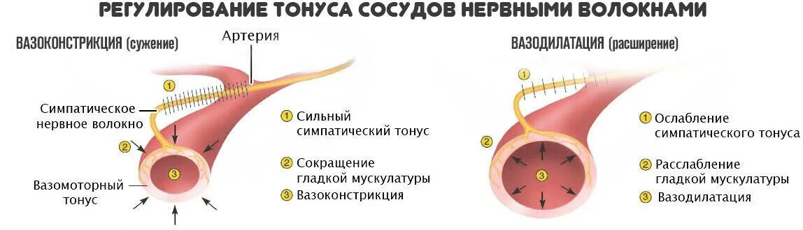 Повышение тонуса резистивных сосудов. Расширение артерий тонус сосудов. Вазоконстрикция периферических сосудов это. Уменьшение тонуса сосудов. Сужение сосудов повышение давления