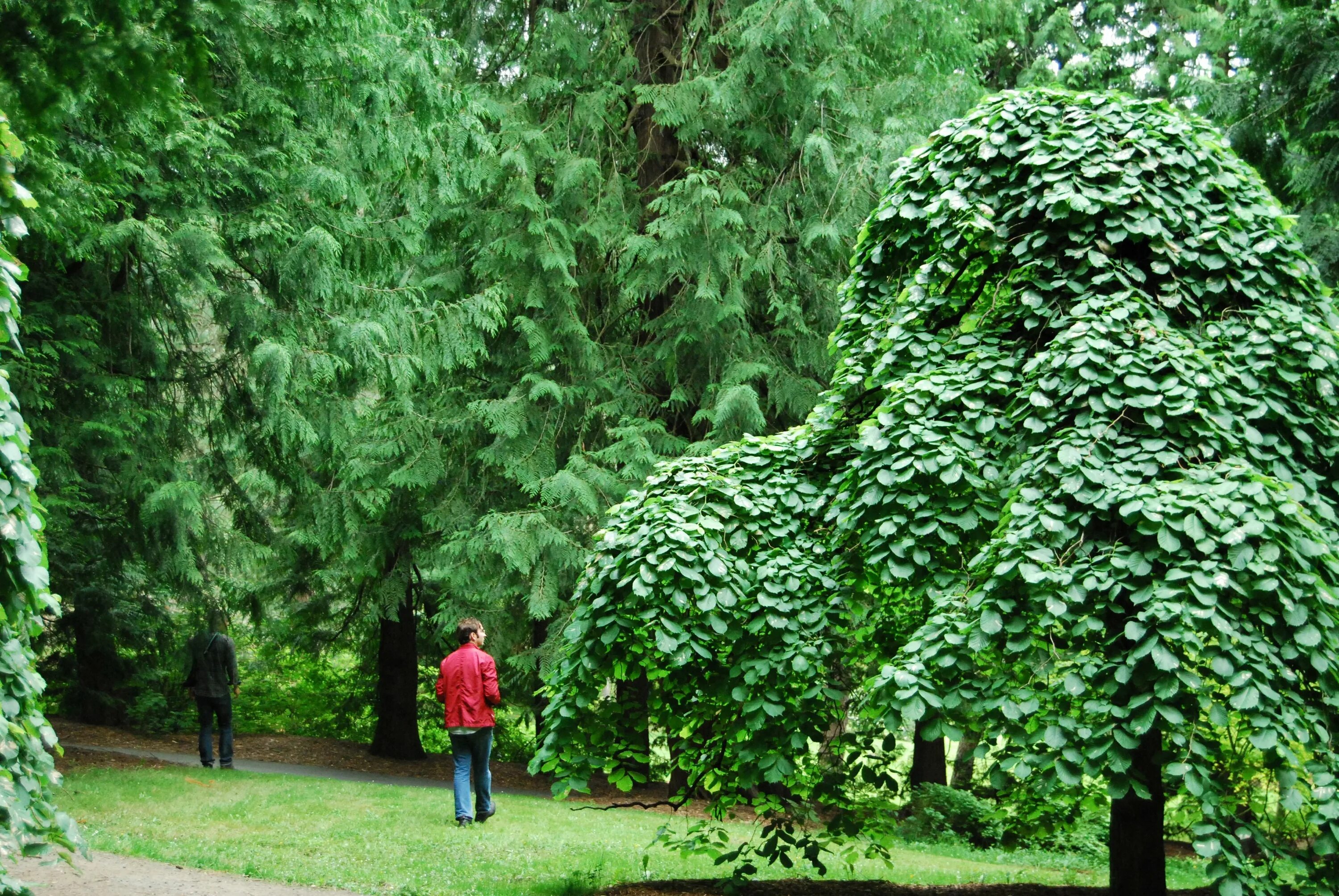 Южное вечнозеленое лиственное дерево. Широколиственные вечнозеленые деревья. Вечнозеленые деревья ботсад Тбилиси. Дендрарий дерево.