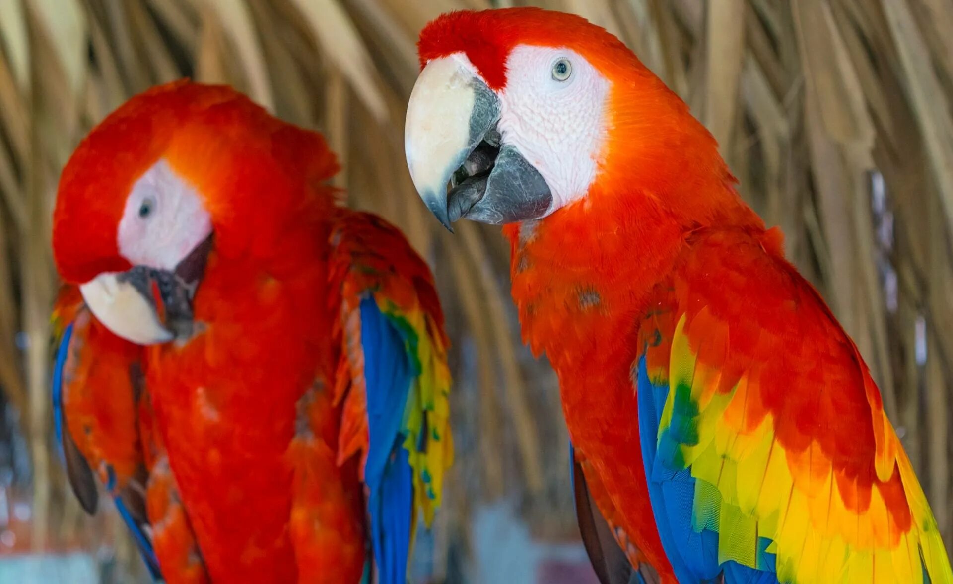 Попугай живет в среднем. Алый лорикет попугай. Красный ара. Самые долго живучие попугаи. Попугай с красным клювом.