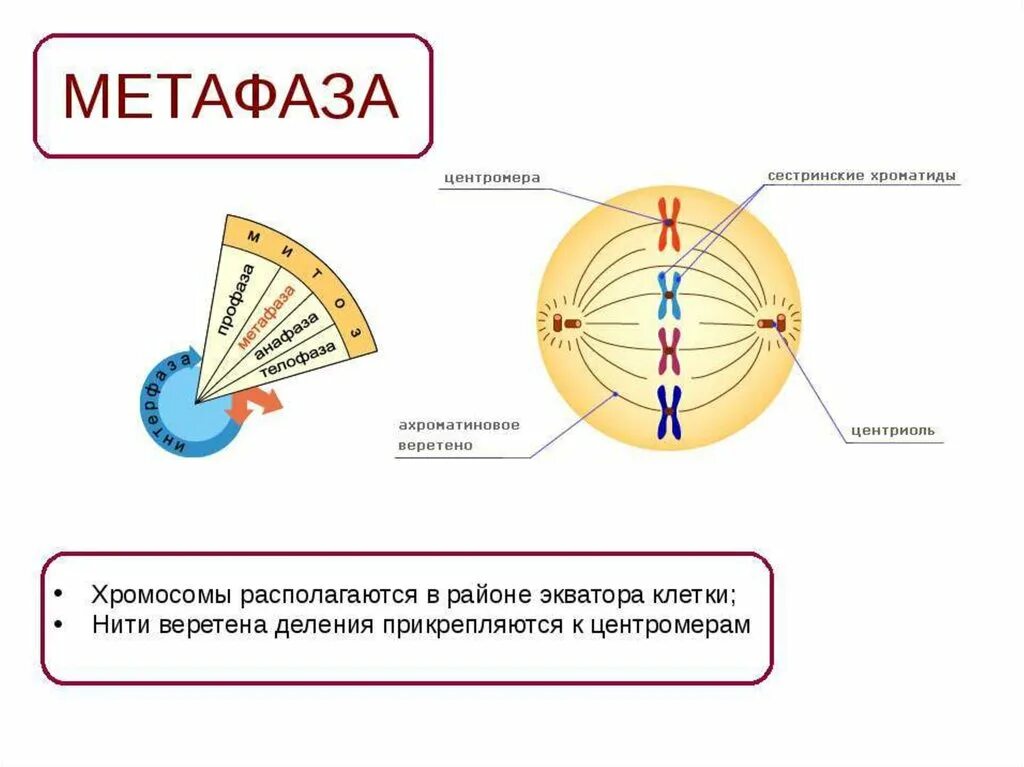 Расхождение центриолей с образованием веретена деления