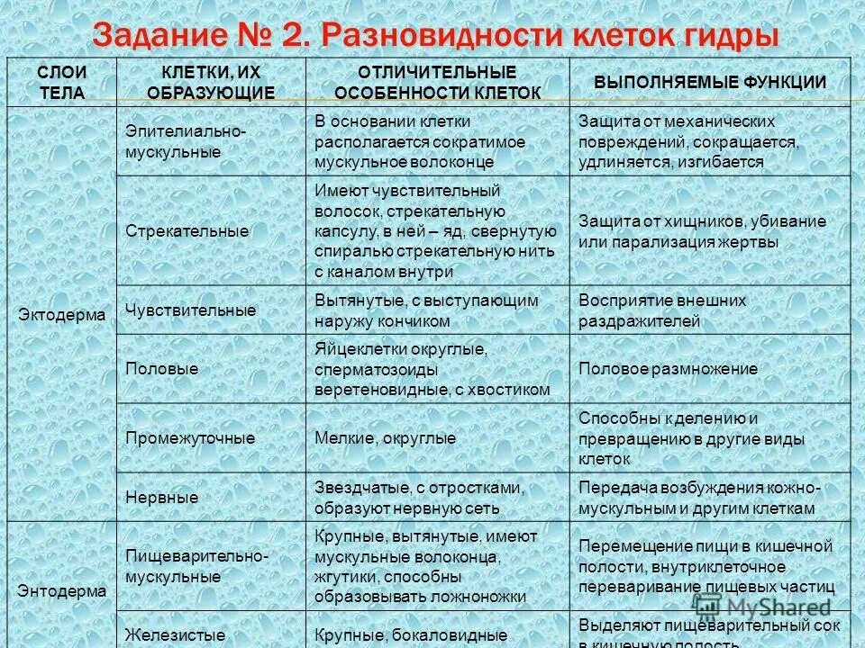 Внутренний слой клеток. Эктодерма строение и функции. Типы клеток эктодермы и энтодермы. Эктодерма типы клеток и их функции. Покровно мускульные клетки функции.