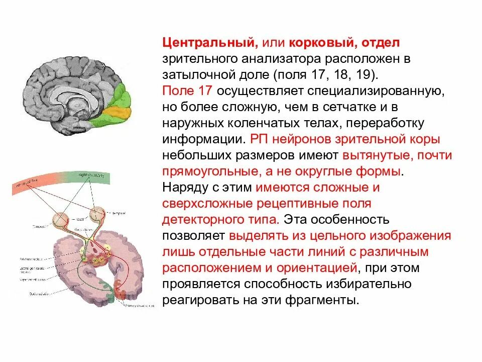 Подкорковый центр зрения находится. Корковый отдел зрительного анализатора. центральный отдел зрительного анализатора локализован. центральный или корковый отдел зрительного анализатора. корковый центральный отдел функция в зрительном анализаторе.