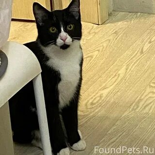 Lucky a big black cat went