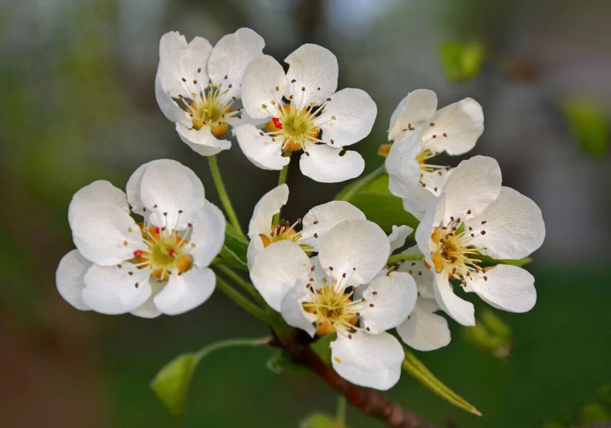 груша дерево цветет. цветущая ветка груши. любовь расцветающая цветками груши 44. соцветие груши. любовь расцветающая цветками груши 44.