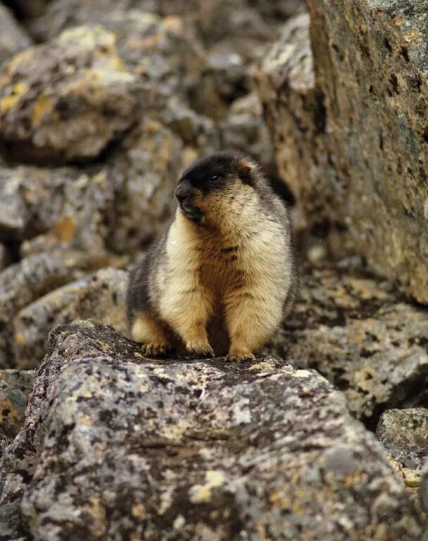 черношапочный сурок