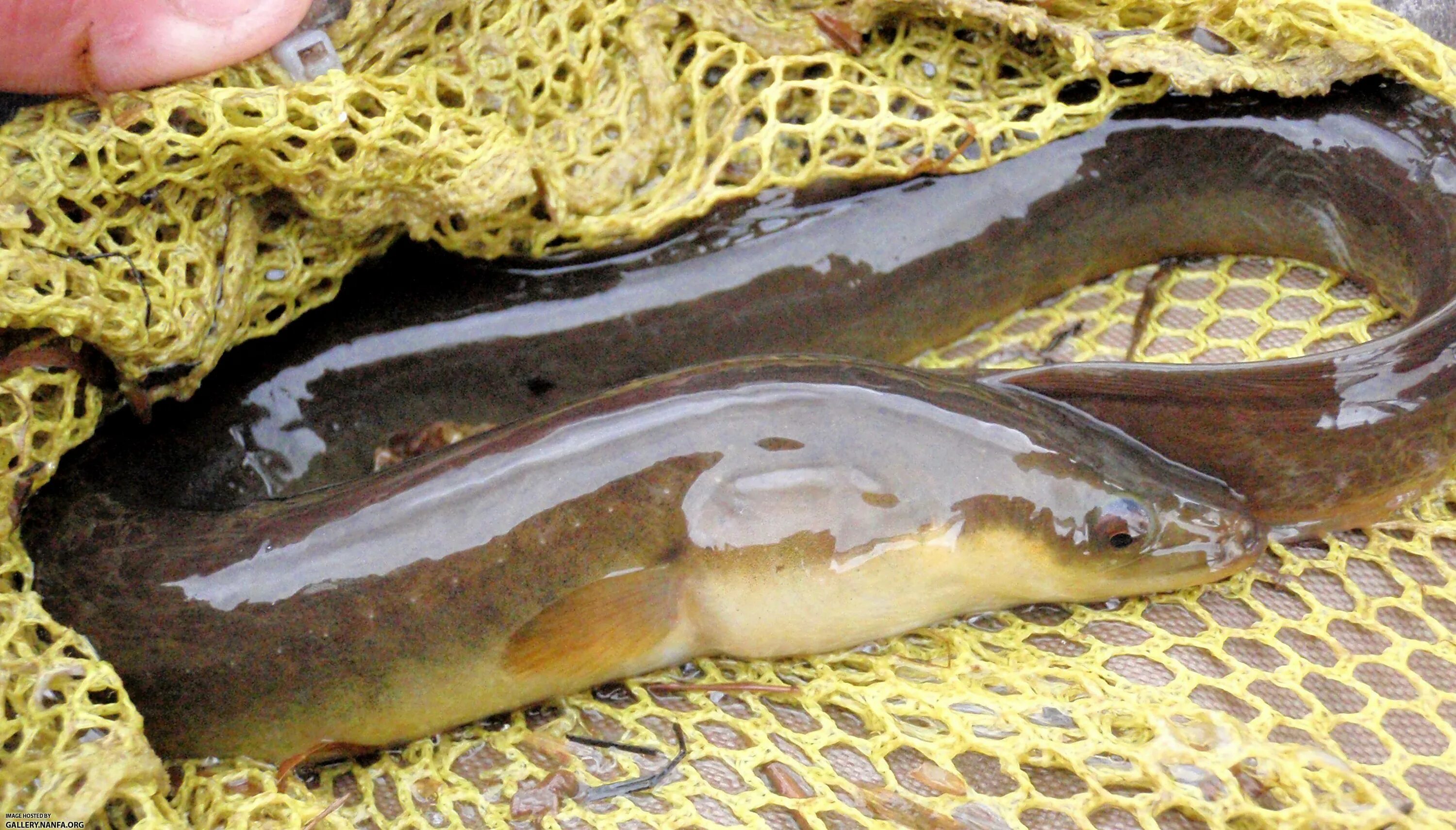 Речная минога нарезанная. Сом презентация. Дальневосточный угорь. Слизь покрывающая рыбу. Слизь покрывающая рыбу.