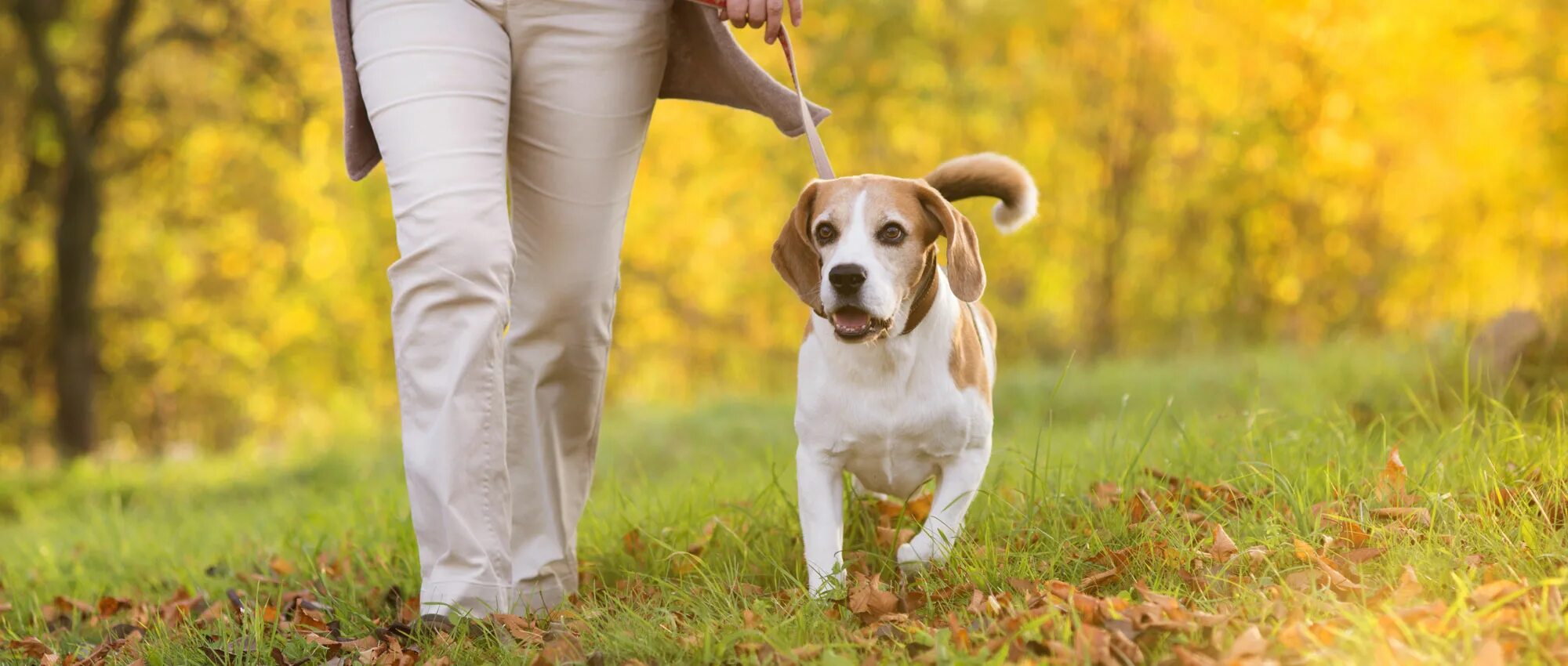 Гулять с собакой. Выгул собак. Прогулка с питомцем. Поводок для собак. Walk pets