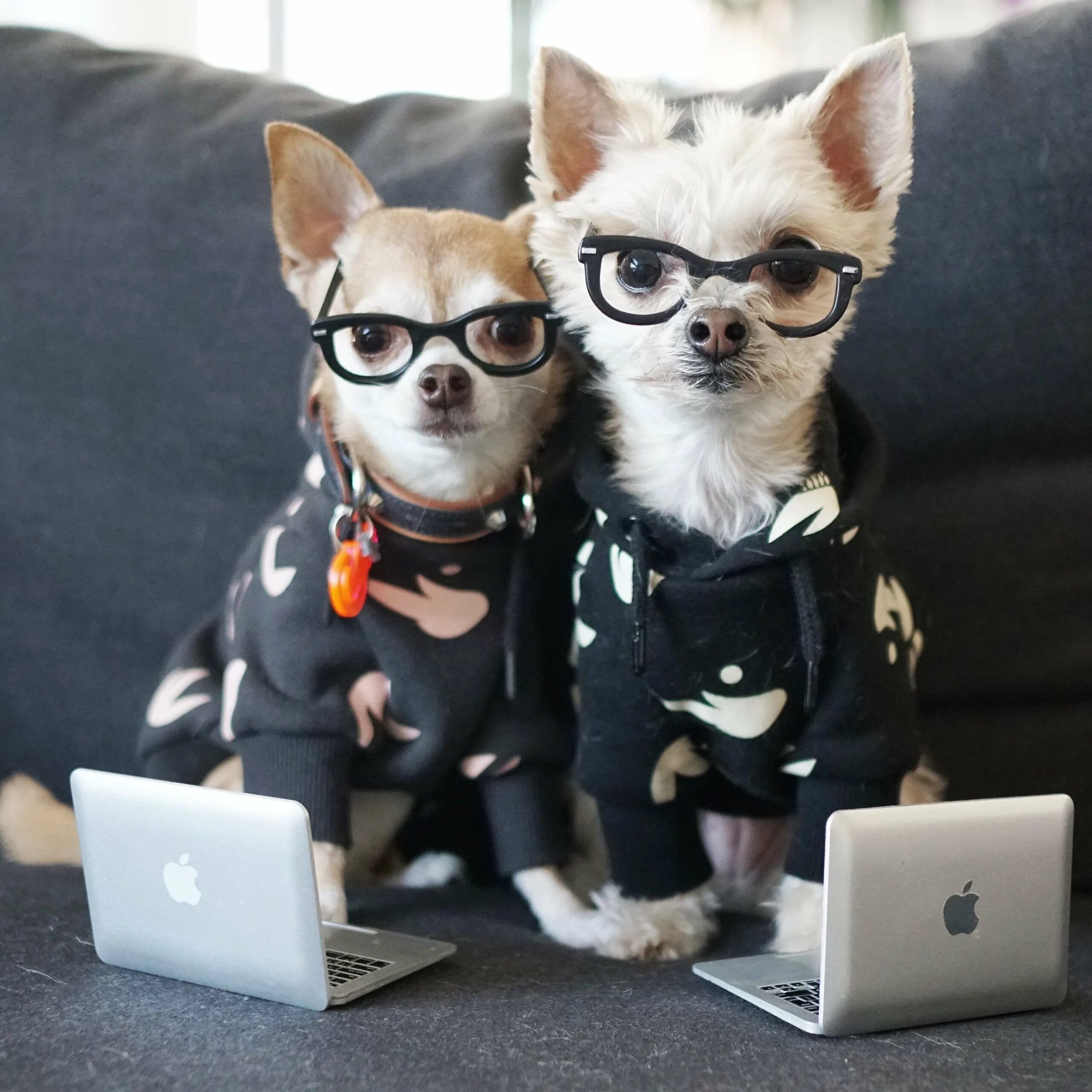 Собаки инстаграмма. Крутые собаки и кошки. Собачка в очках. Котики с одеждой. Животные на работе.