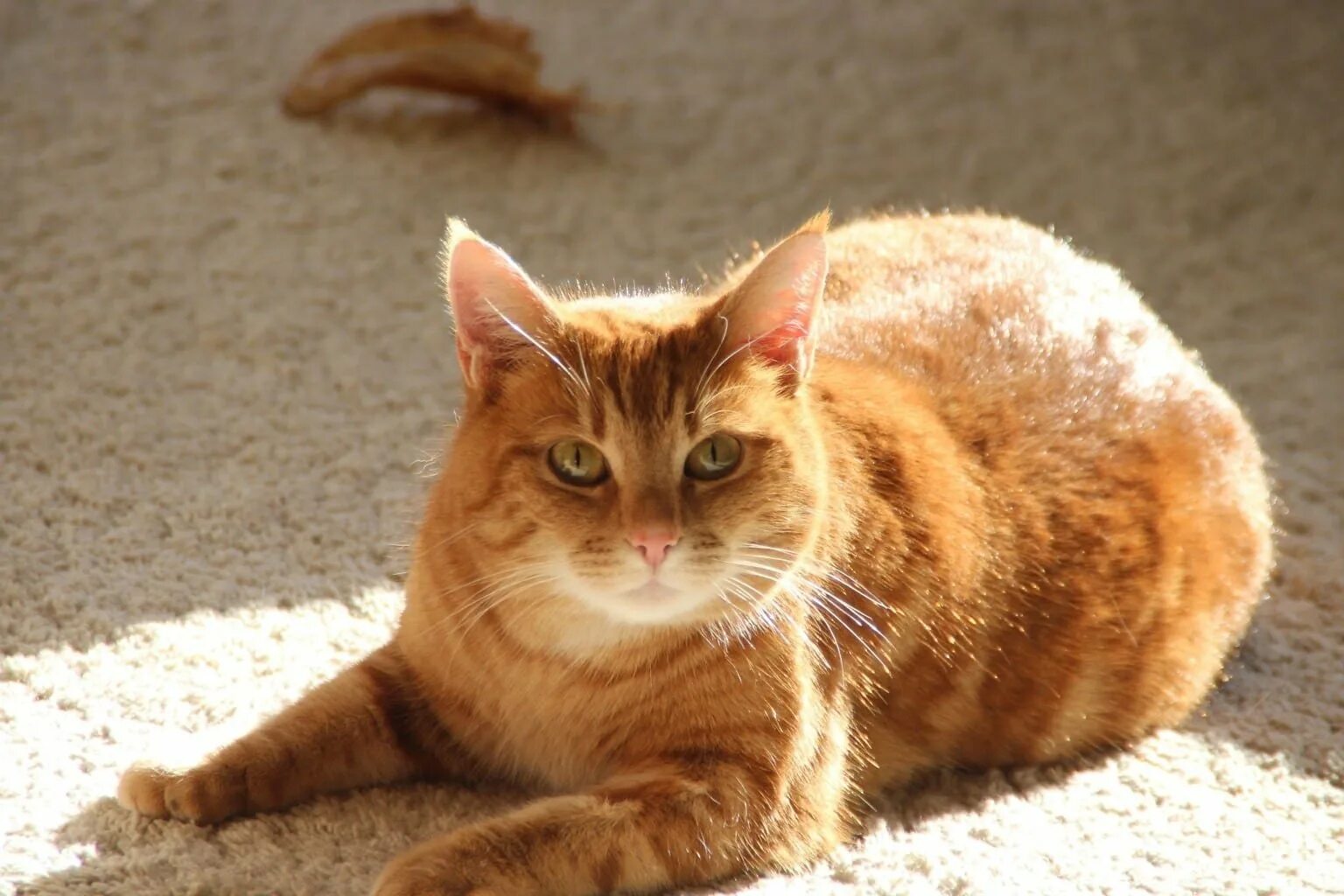 Бразильская короткошерстная кошка рыжая. Бразильский короткошерстный кот рыжий. Бразильская короткошерстная кошка фото рыжая. Бенгальская короткошерстная кошка рыжая. Кошечка желтая