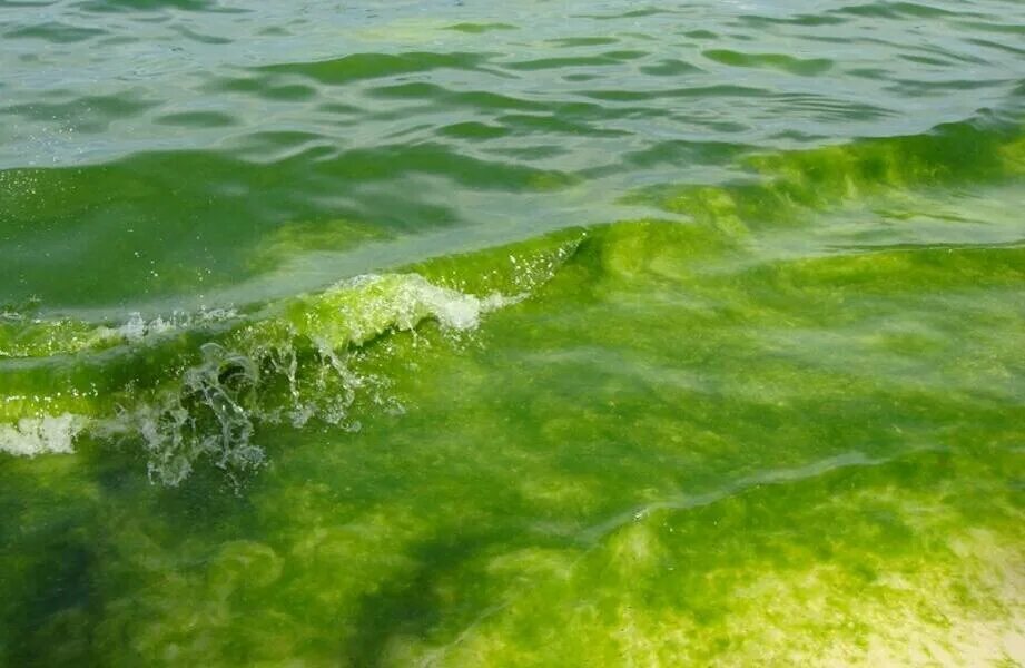 Когда цветет море. Когда цветет море