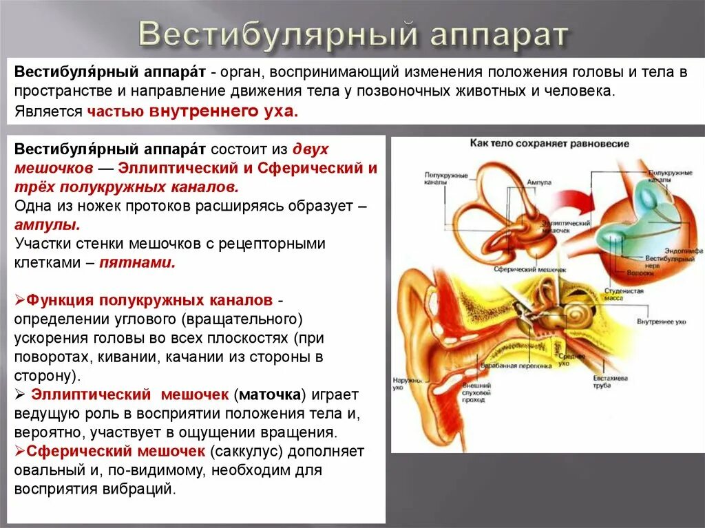 Каково значение вестибулярного аппарата. Мешочки вестибулярного анализатора. Преддверие вестибулярного аппарата это мешочки. Вестибулярный аппарат анатомически располагается. Строение вестибулярного анализатора мешочки.