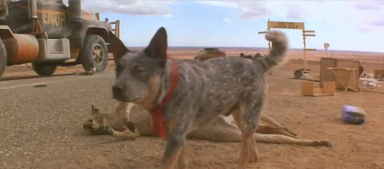 австралийский хилер в фильме безумный макс. австралийский хилер в фильме безумный макс. австралийская пастушья собака безумный макс. австралийский хилер в фильме безумный макс. мэл гибсон с собакой.