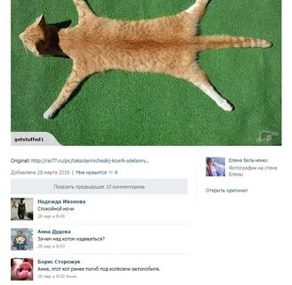 Блог кота моти антимышовая коалиция