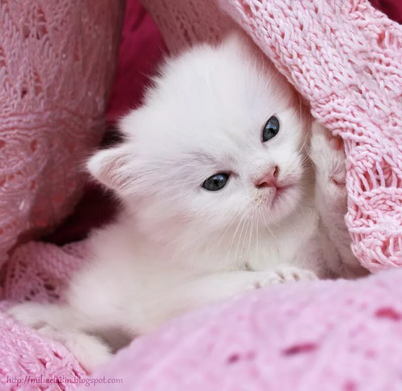 Милые фотки. Кошки маленькие. Милые котики. Кошки маленькие красивые и пушистые красивые. Милый белый котик.