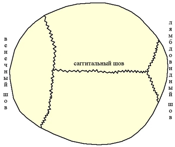 Шов между теменными костями. Лямбдовидный шов черепа. Сагиттальный шов черепа. Сагиттальный шов черепа анатомия. Венечный шов черепа анатомия.