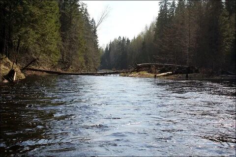 Кабожа новгородская область