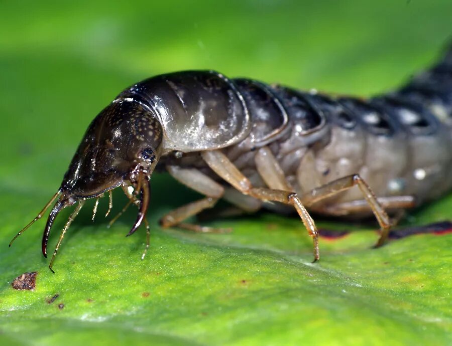 Личинка Dytiscus marginalis. Личинка жука плавунца. Личинки Жуков плавунцов. Жук полоскун личинка.