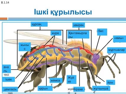 Жыныс суреттері