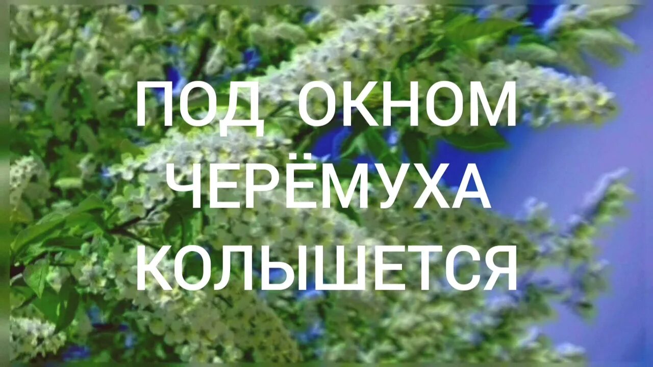 Под окном черемуха колышется с этим ветром