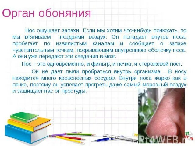 Ощущается запах в носу. Органы чувств нос. Ничего не чувствую носом. Нос не распознает запахи. Нос плохо различает запахи.