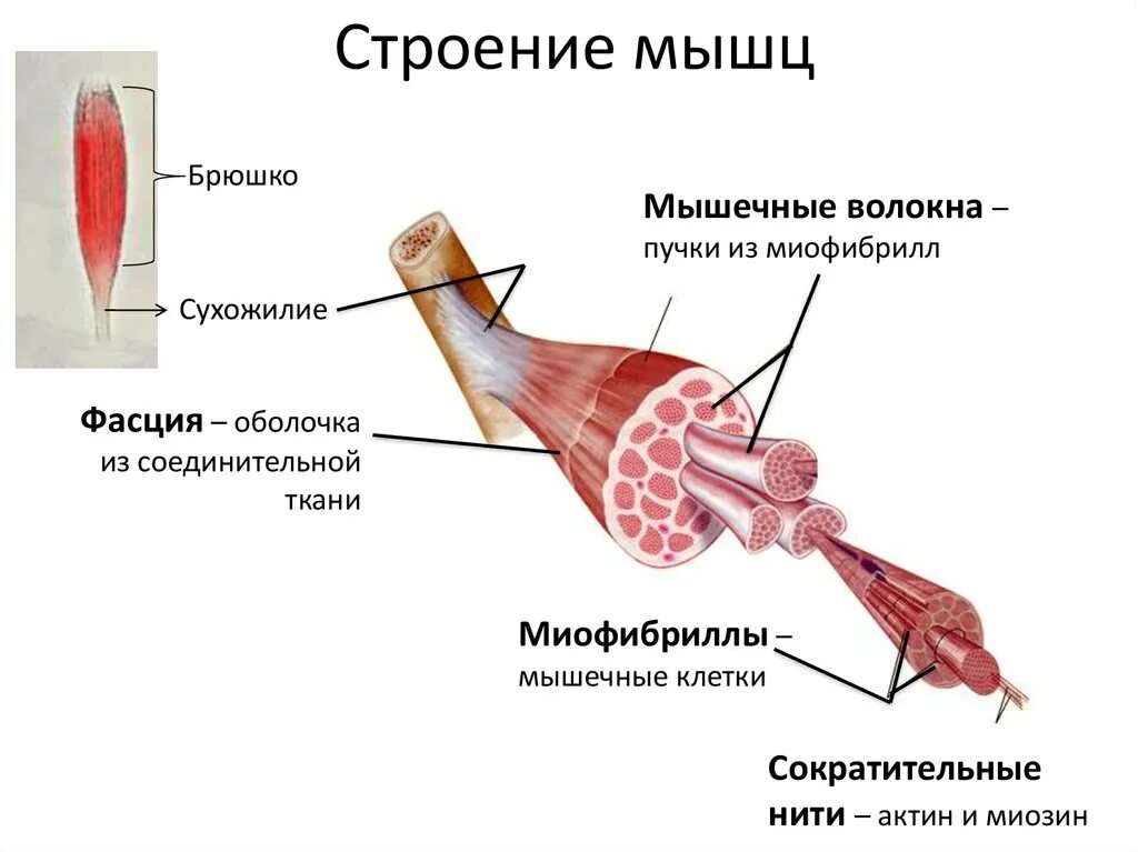 Строение скелетной мышцы сухожилие. Строение скелетной мышцы схема. Опорно двигательная система трицепс мышечное волокно миофибриллы. Пучок мышечных волокон скелетной мышцы схема.