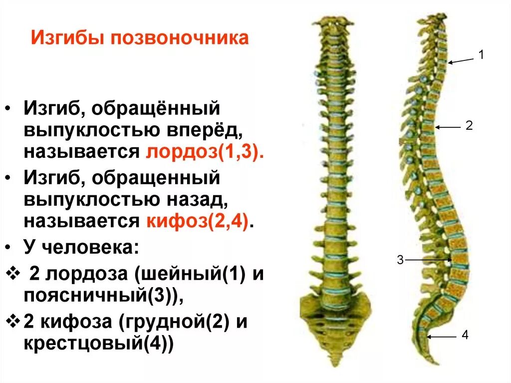 Укажите верно изгибы позвоночника