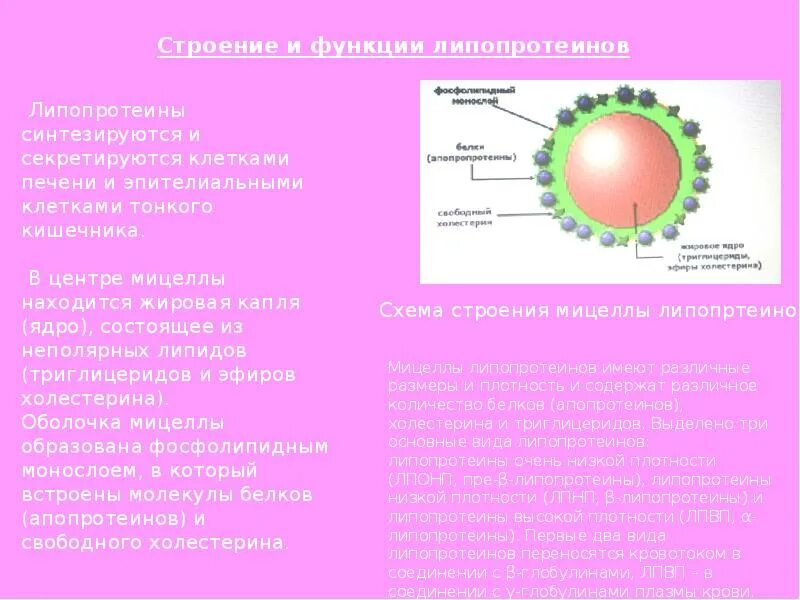 Повышенные липопротеиды высокой плотности. Липопротеины высокой плотности лпвп строение. строение липопротеинов низкой плотности. липопротеины высокой плотности функции. строение и функции липопротеинов.