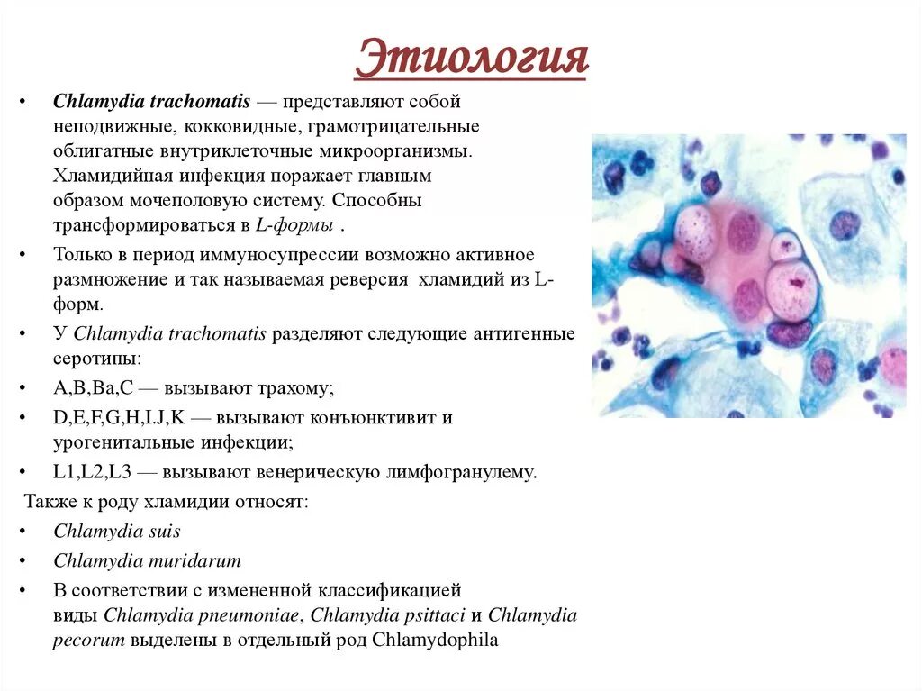 Хламидии время. Респираторный хламидиоз этиология. Урогенитальный хламидиоз этиология. Хламидии клиническая картина. Респираторный хламидиоз инфекционные этиология.