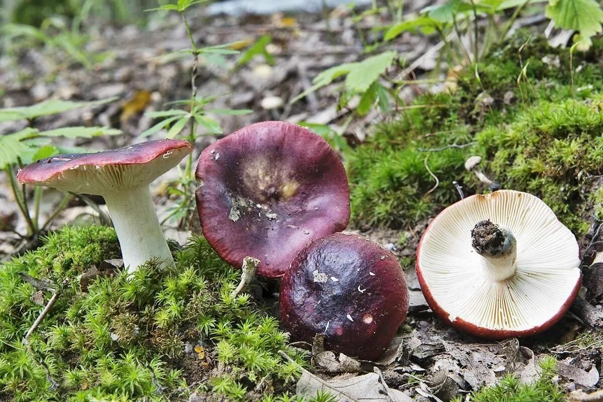Сыроежка в каком лесу. Сыроежка Синявка. Сыроежка съедобные грибы. Сыроежка гриб. Russula vesca – сыроежка пищевая.