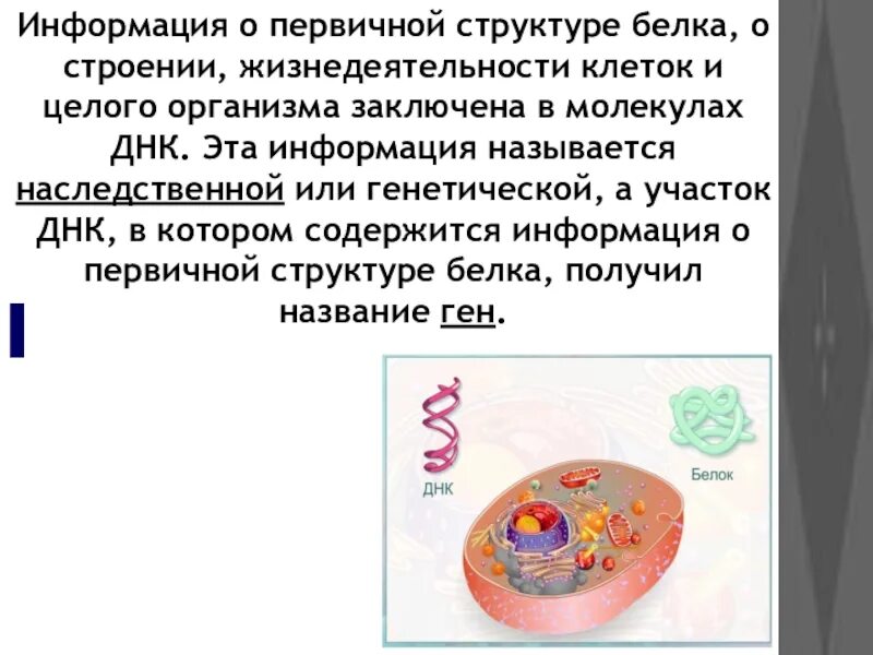 Структура белков и информация. Информация о первичной структуре. Наследственная информация о первичной структуре белка. Информация о структуре белка хранится в. Перенос информации о белке