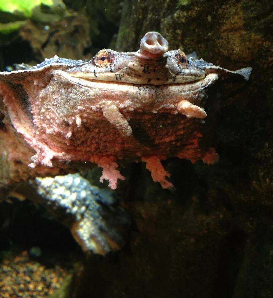 Бахромчатая черепаха мата-мата. Chelus fimbriatus. Черепаха матамата. Мата мата фо. Бахромчатая черепаха мата-мата.