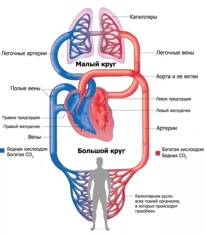 Круги кровообращения схема малый круг. Схема малого круга кровообращения схема. Малый и большой круг кровообращения человека схема. Малый круг кровообращения и большой круг кровообращения. У каких животных тело снабжается артериальной кровью