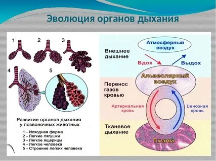Эволюция дыхательной системы биология 8 класс