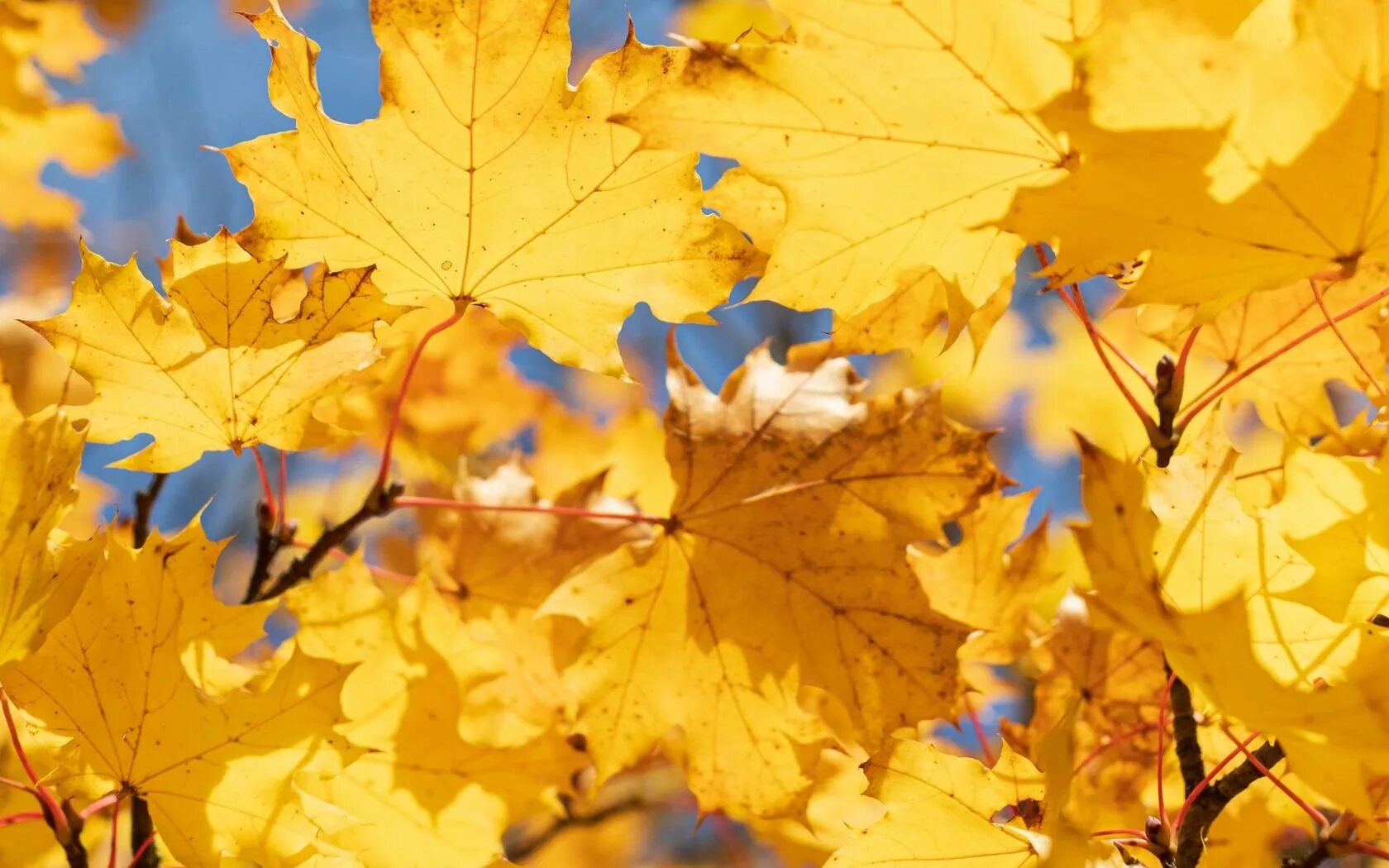 Листья желтые по краям. Клён жёлтый. Осенний клен Заболоцкий. Желтый лист. Желтая листва.