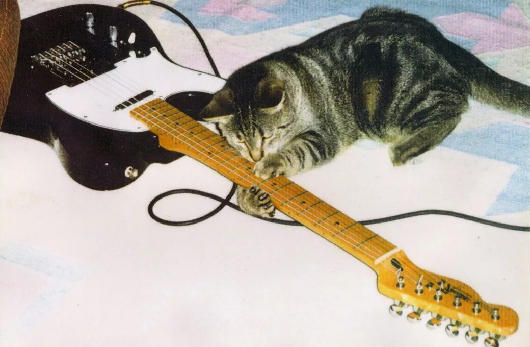 Гитара "котенок". Кот играющий на гитаре. Кот гит. Кот гитарист. Котик с гитарой.