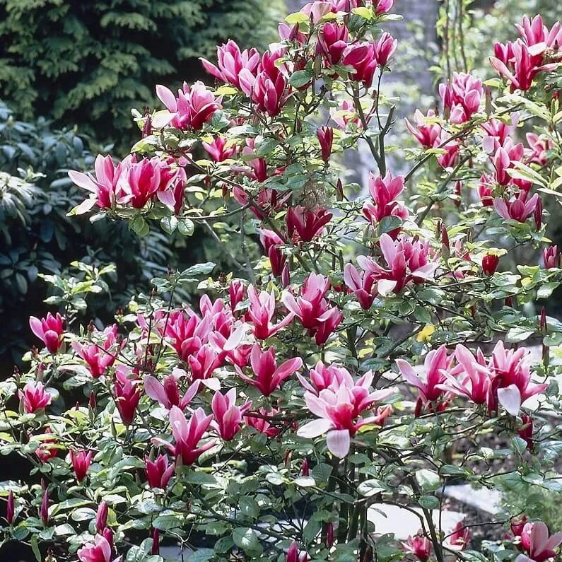 Магнолия нигра фото и описание. Магнолия нигра фото и описание. Магнолия сенсейшен. Magnolia liliiflora 'nigra'. Магнолия суланжа нигра.