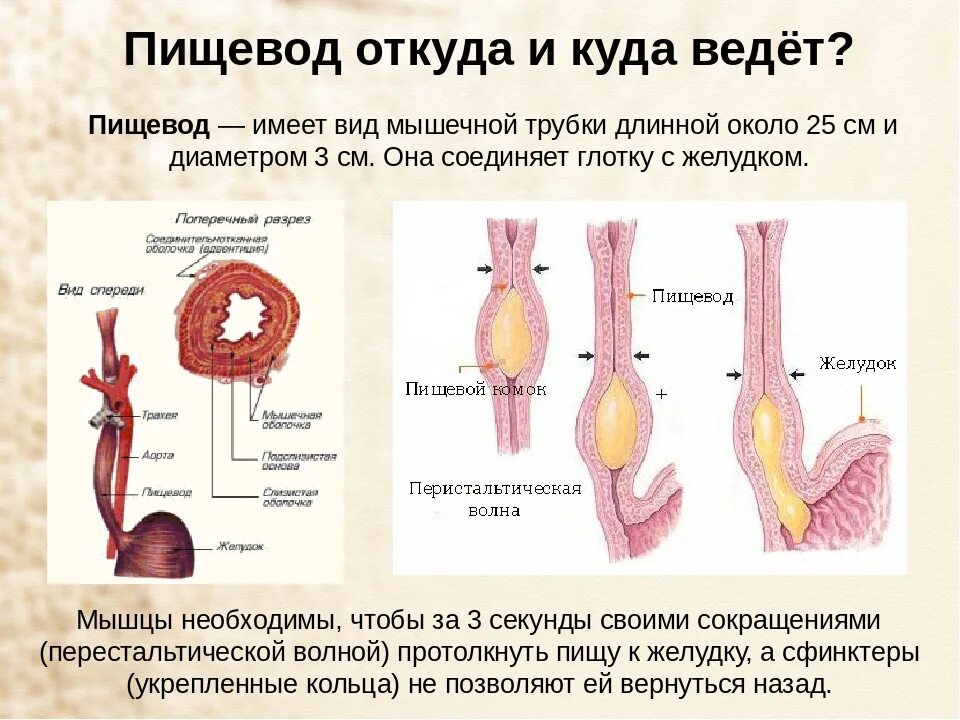 Схема строения пищевода. Строение пищевода вид спереди. Функции пищевода анатомия. Строение пищевода биология 8.