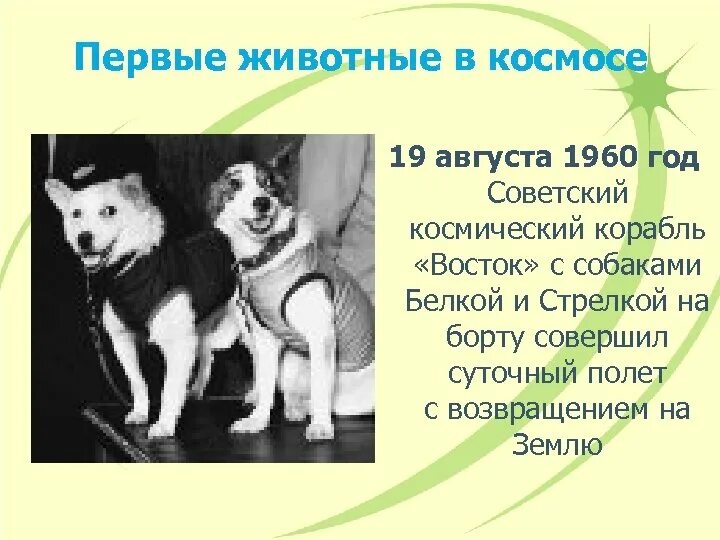 Первые животные в космосе. Белка и стрелка 1960 год. Первые животные в космосе белка и стрелка. Белка и стрелка 19 августа 1960 года. 19 августа 1960