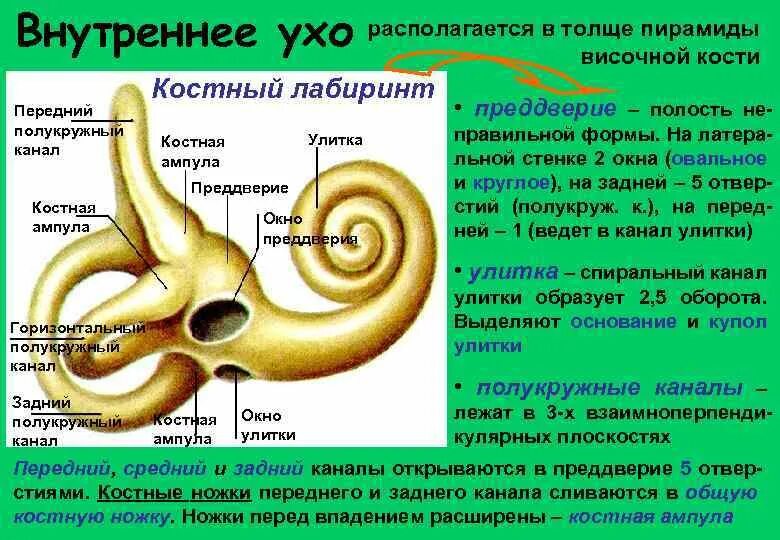 Таблица каналы улитки. Внутреннее ухо анатомия костный Лабиринт. Костный Лабиринт костная улитка. Костный Лабиринт анатомия строение. Полукружные каналы Лабиринта внутреннего уха.