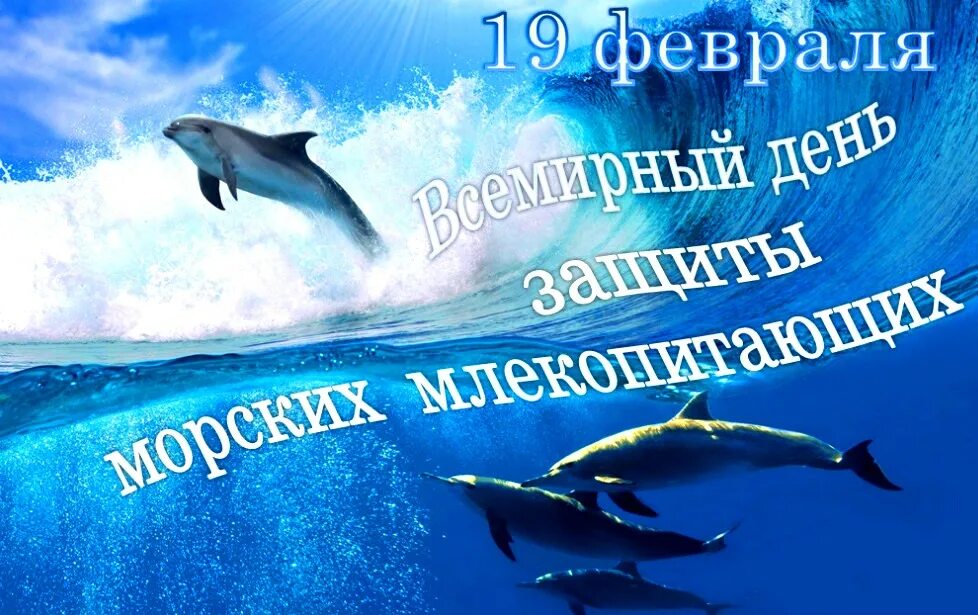 Всемирный день морских млекопитающих 19 февраля. 19 Февраля Всемирный день кита день морских млекопитающих. 19 Февраля день защиты морских млекопитающих. День кита 19 февраля.