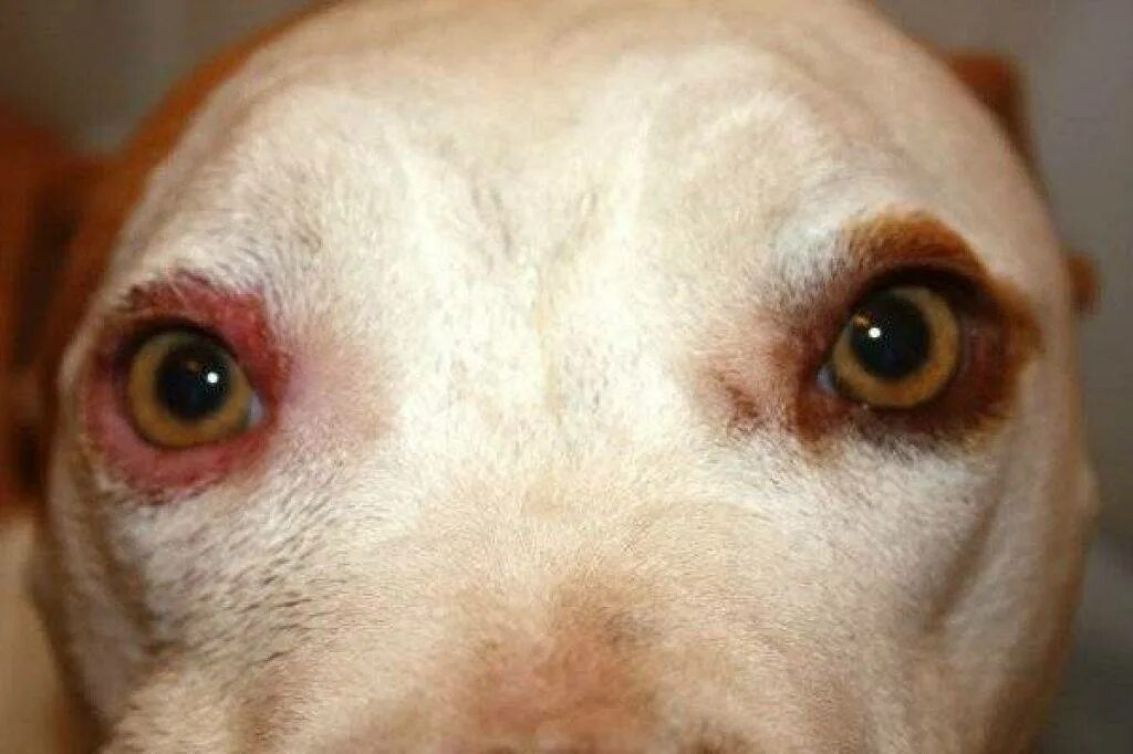 У щенка текут глаза. Чешуйчатый блефарит у собаки.
