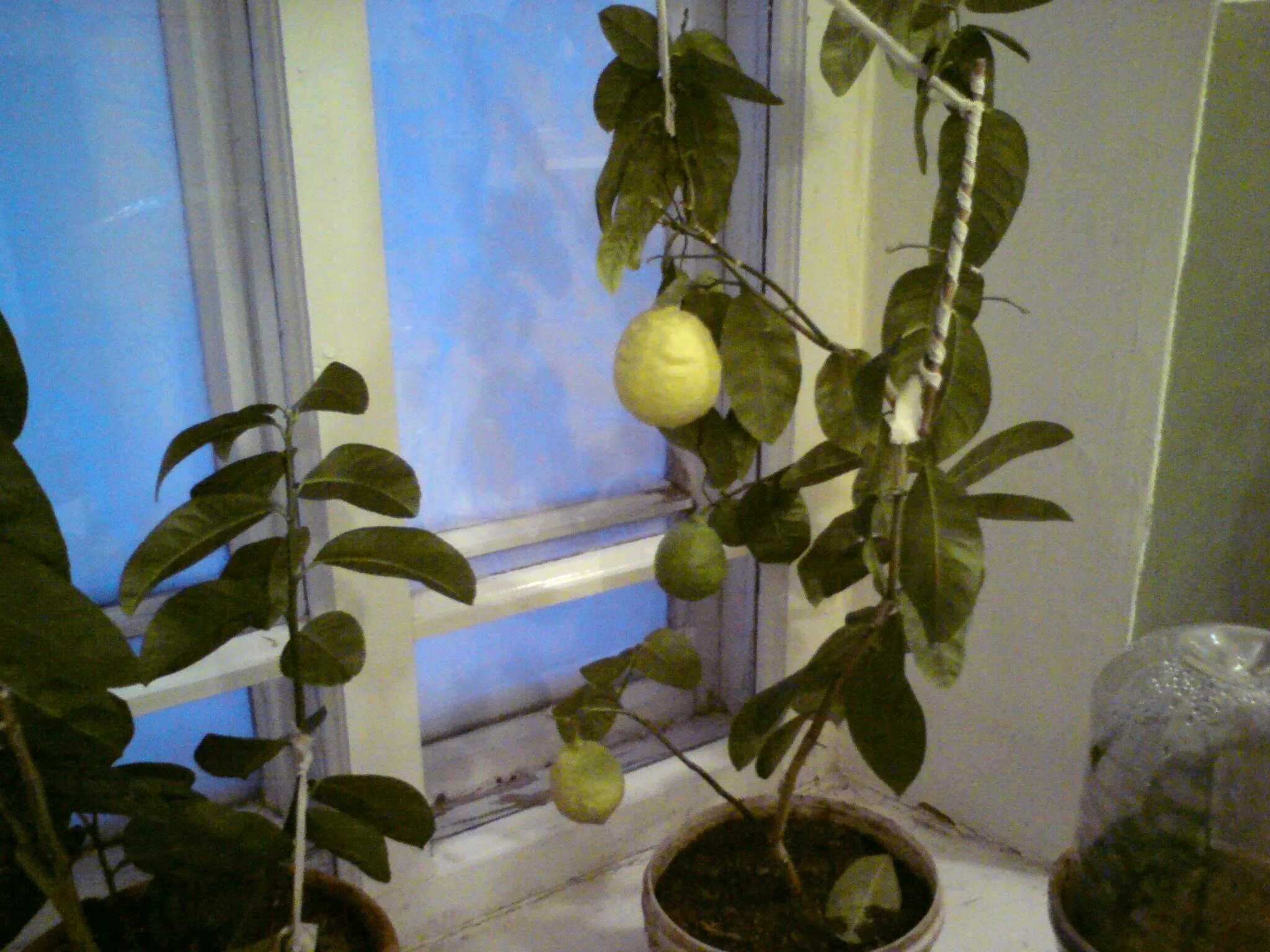 Можно из косточки лимона вырастить лимон. Лимон Мейера Росток. Лимонное дерево на подоконнике. Лимон из косточки. Лимонное дерево из косточки.