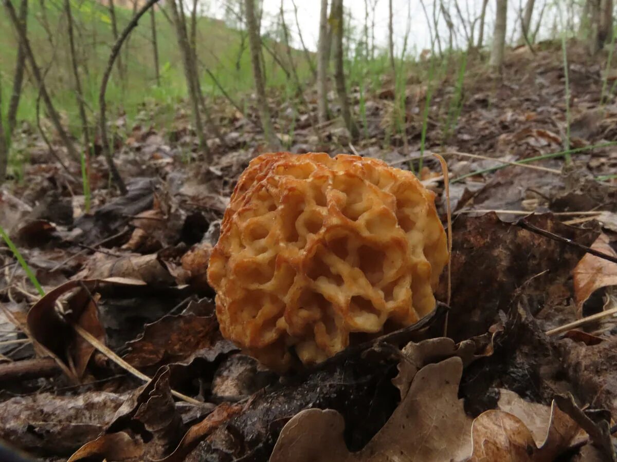 В каких лесах растут сморчки и строчки. Сморчки. Сморчок толстоногий (Morchella crassipes). Грибы сморчки в Подмосковье. Сморчок полевой.